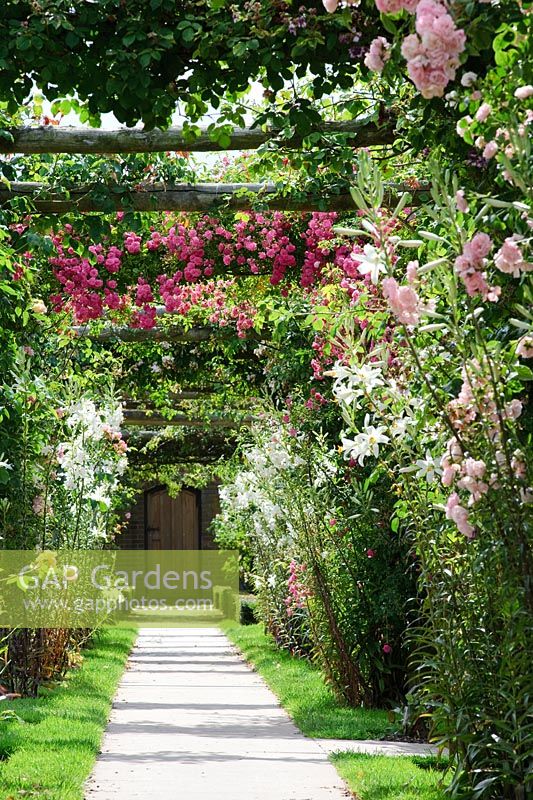 Rose covered pergola with Lilium candidums along path. David Austin Rose Gardens, Shropshire