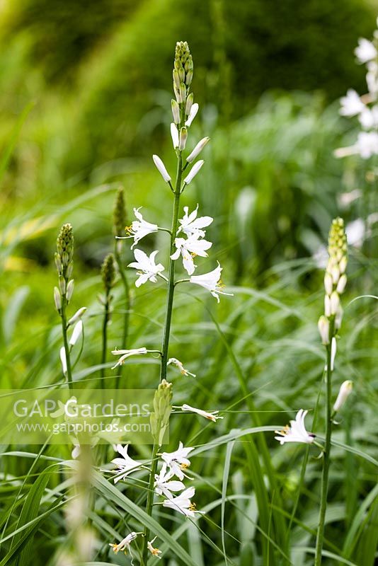 Paradisea liliastrum, Award of Garden Merit in the Grasses Parterre. Veddw House Garden, Monmouthsire, Wales. June 2014.