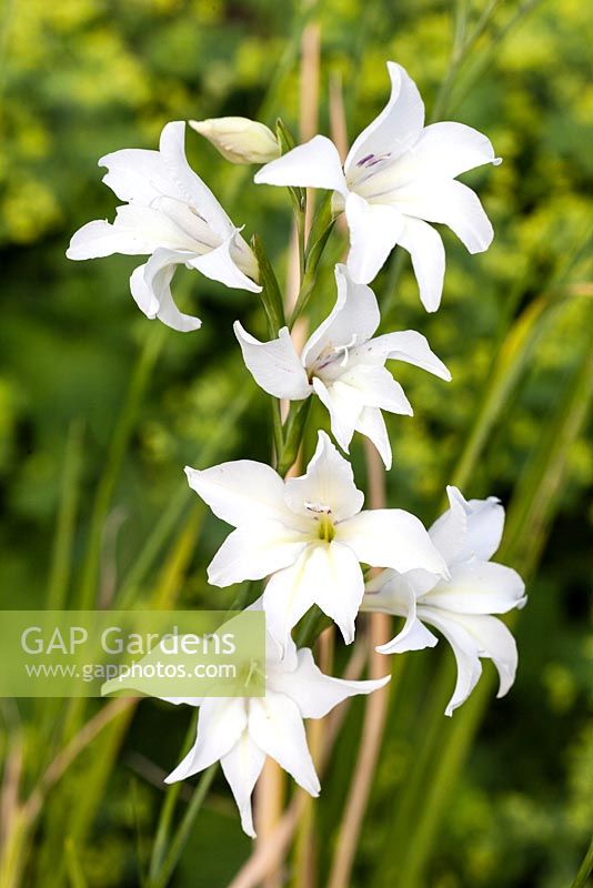 Gladiolus x colvillii 'The Bride'. Veddw House Garden, Monmouthsire, Wales. June 2014.