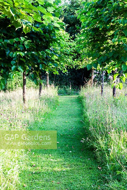 The Meadow with avenue of Corylus colurna. Veddw House Garden, Devauden, Monmouthshire, Wales. July