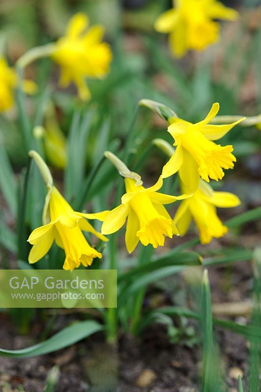 Narcissus minor - dwarf daffodil