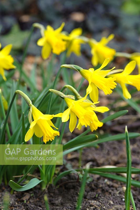 Narcissus minor - dwarf daffodil
