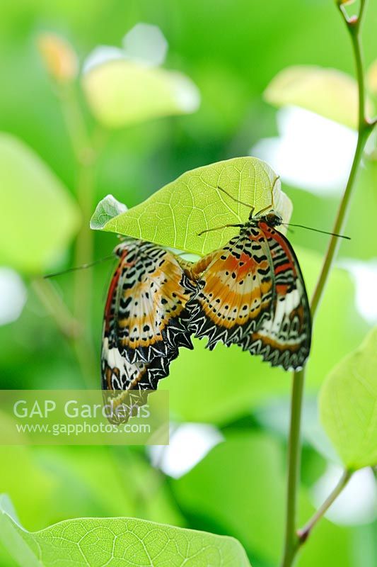 Tropical butterflies mating