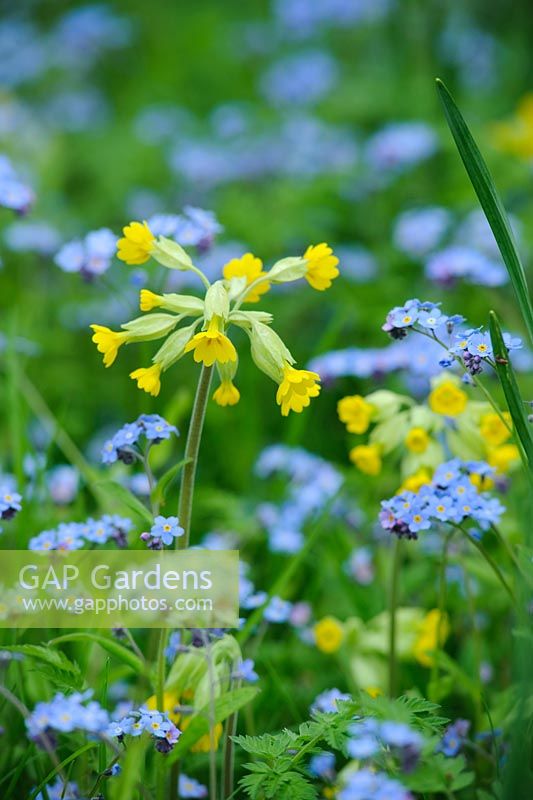 Primula veris - cowslip and forget me nots naturalsed in grass.