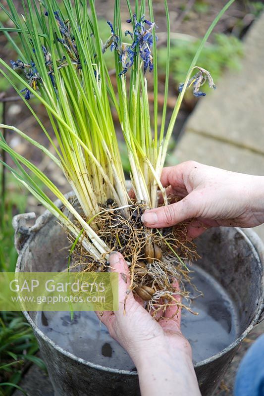 Dividing a congested clump of Iris reticulata 'Joyce' bulbs. Pulling clump into small groups of bulbs.