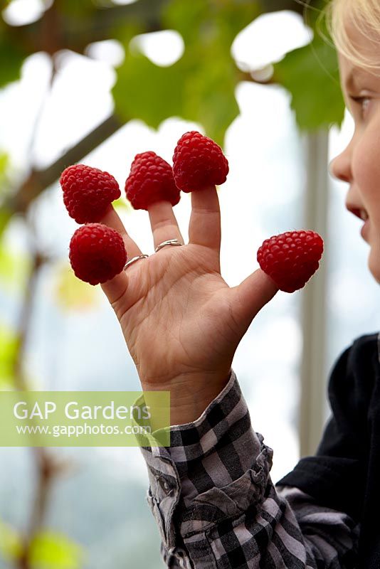 Young girl with raspberries on her fingers 