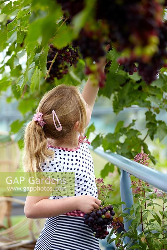 Girl picking grapes