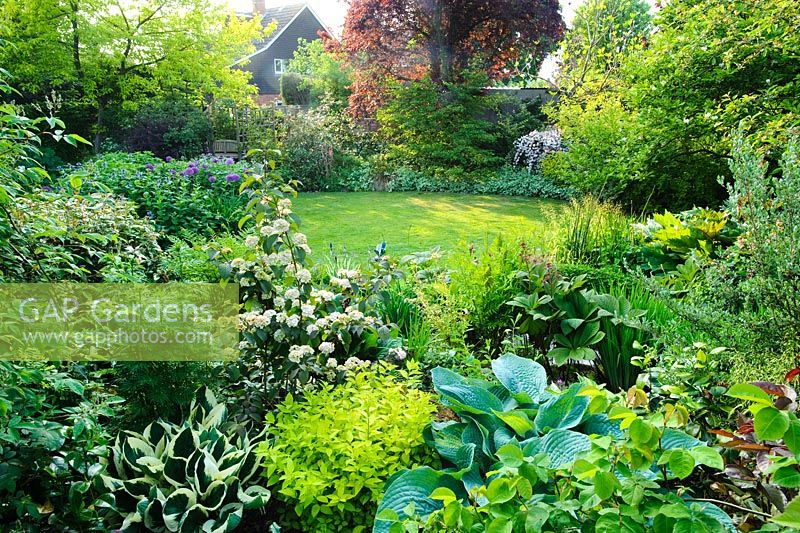 View of neatly kept plantsmans garden. Lawn, mixed borders planted with very wide range of choice plants including hostas, rodgersias, viburnum, aconitum and rheum
