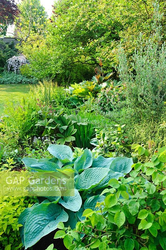 View of neatly kept plantsmans garden. Lawn, mixed borders planted with very wide range of choice plants including hostas, rodgersia, viburnum, aconitum and rheum
