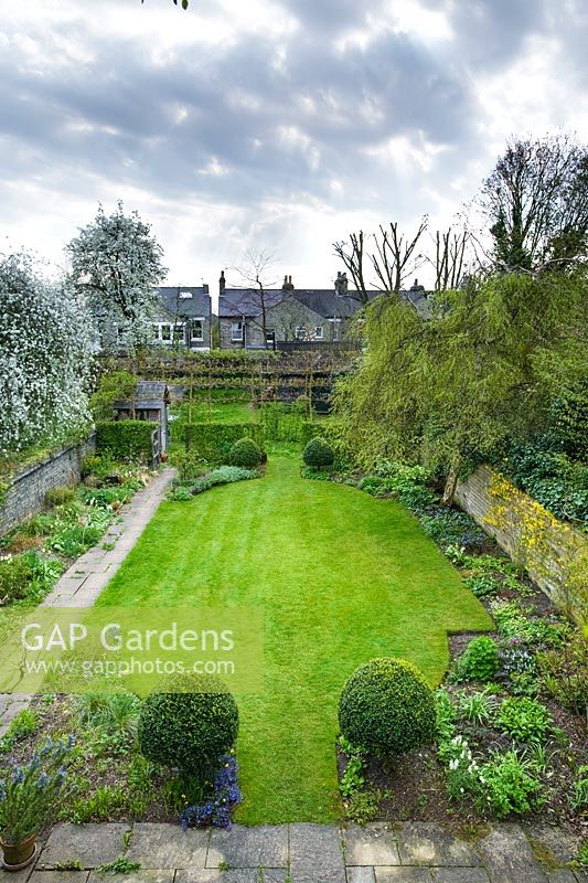 Formal walled town garden with lawn and box topiary.