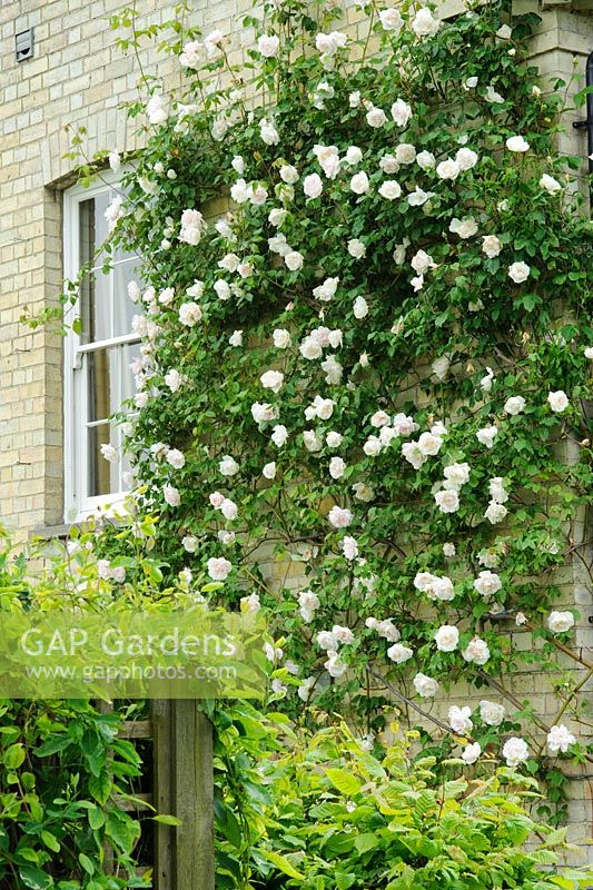 Rosa 'Madame Alfred Carriere' trained on house wall. Rectory Farm, Orwell, Cambridgeshire