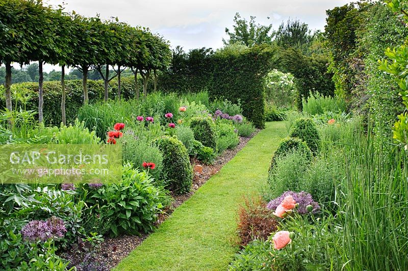 Twin herbaceous borders with oriental poppies and alliums. Raised hornbeam hedge. Rectory Farm, Orwell, Cambridgeshire