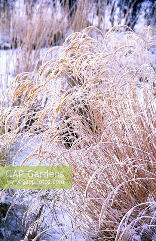 Stipa calamagrostis with frost