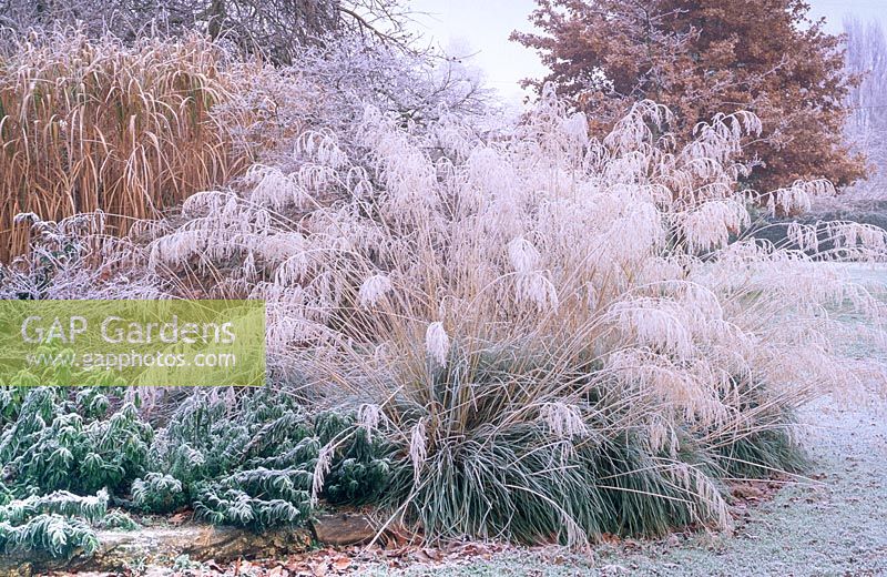 Stipa gigantea with frost. Cambridge Botanic Gardens.
