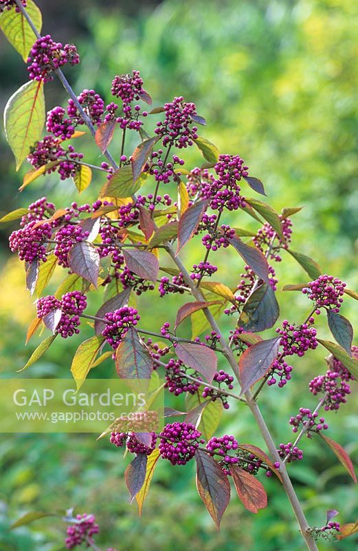 Callicarpa bodinieri var giraldii 'Profusion' AGM, shrub with purple berry, October.