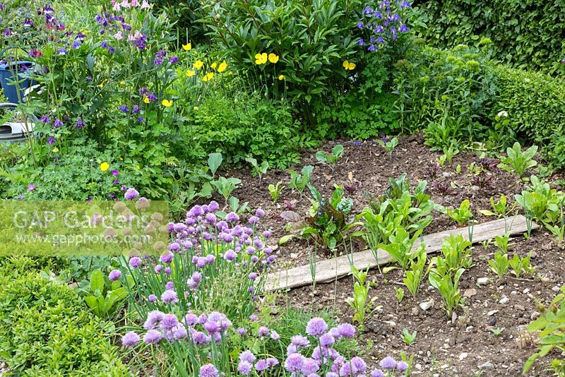 Rural kitchen garden with Allium schoenoprasum, Aquilegia, Buxus, Calendula officinalis, Meconopsis cambrica