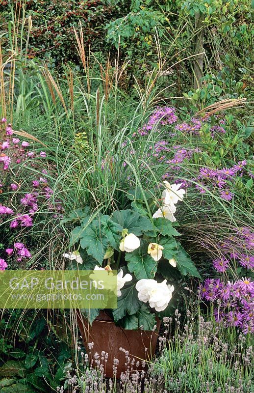 Container with Miscanthus yakushimensis, Carex secta var. tenuiculmis and double white tuberous begonia in late summer.