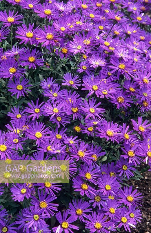 Aster amellus 'Veilchenkonigin' - 'Violet Queen'flowering in September. Beth Chatto Gardens