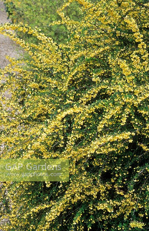 Berberis x stenophylla 'Lemon Queen' flowering in April.