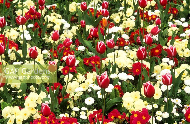Tulipa 'Leen Van Mark' - Triumph Hybrid growing with Bellis 'Tasso White', Polyanthus 'Bright Rose' and Viola x wittrockiana 'Universal White'. May