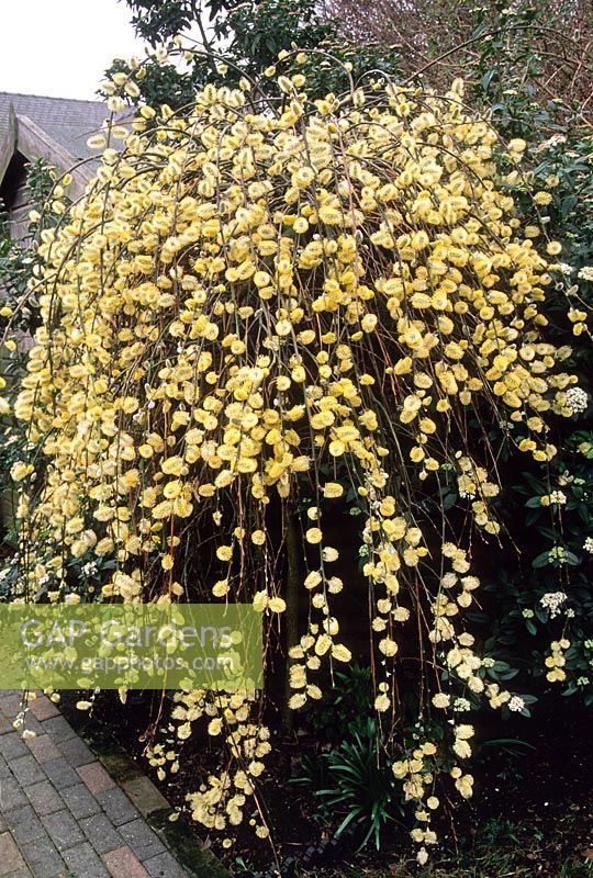 Salix caprea 'Pendula' Kilmarnock Willow. Catkins with pollen. March