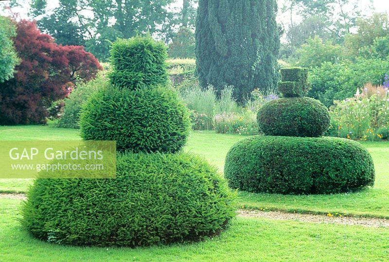 Taxus baccata topiary untrimmed and trimmed. The Manor, Hemingford Grey