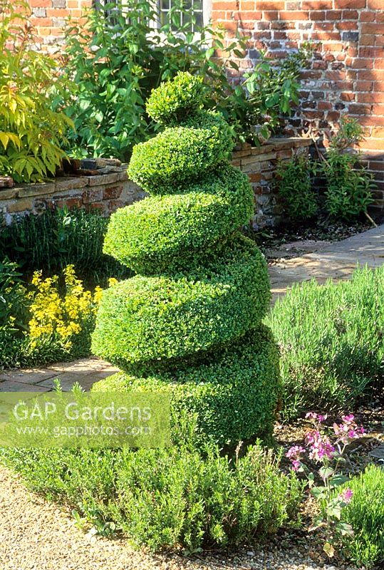 Topiary spiral of Buxus sempervirens. Read's Nursery. Norfolk. May