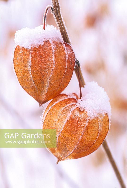 Physalis alkekengi. Seed pods with snow and frost. December