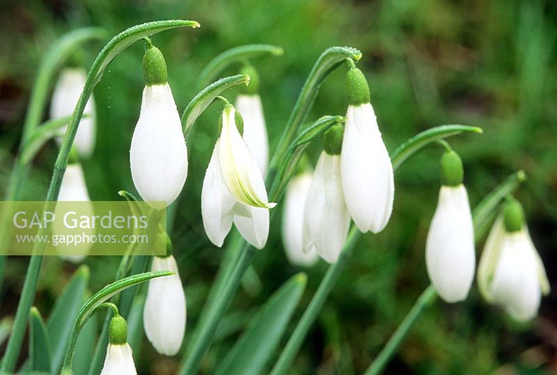 Galanthus 'Atkinsii'. Close up of flower showing malformed outer segment which is characteristic of this variety