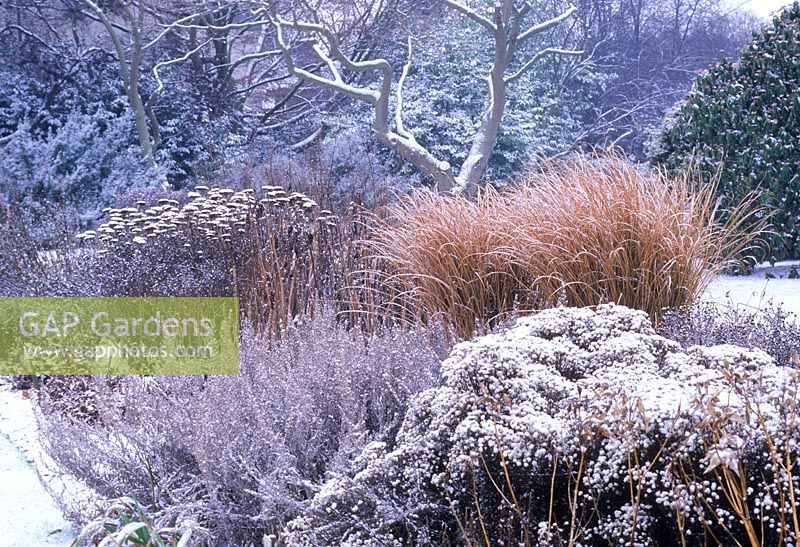 Garden with snow in winter. Aster sedifolius, Artemisia abrotanum, Miscanthus sinensis, Achillea filipendulina. February. Cambridge Botanic Gardens