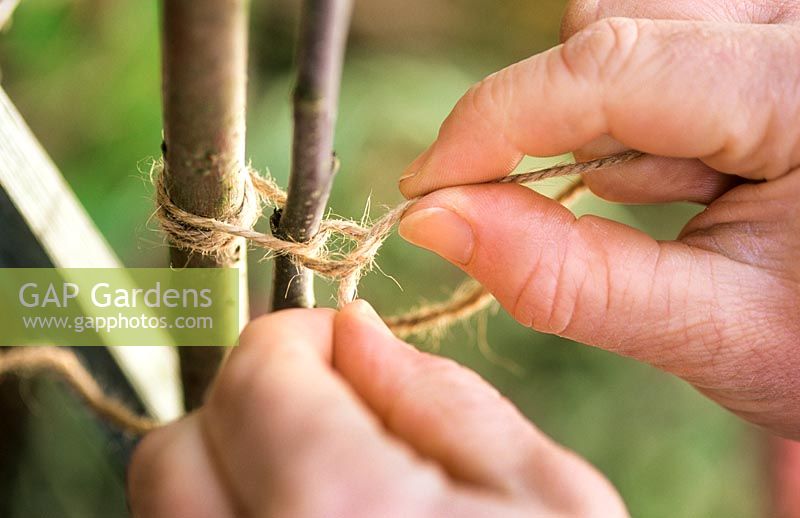 Tying in a young branch of a fruit tree with soft twine