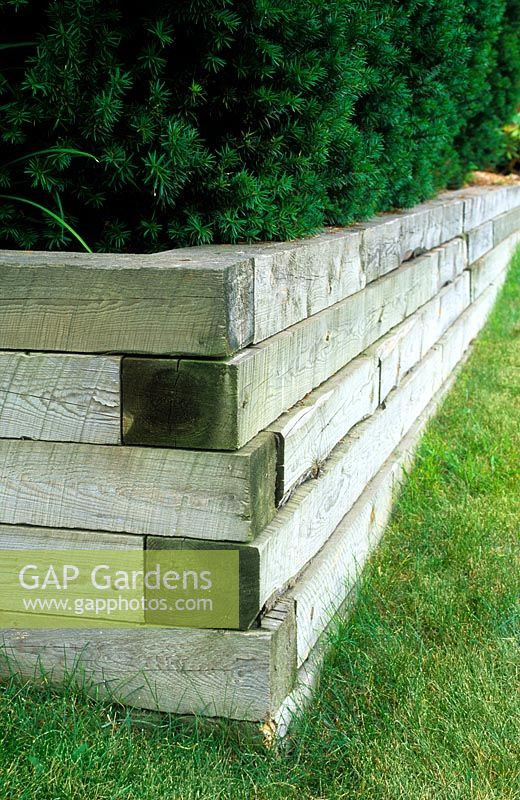 Retaining wall made from timber, planted with yew hedge