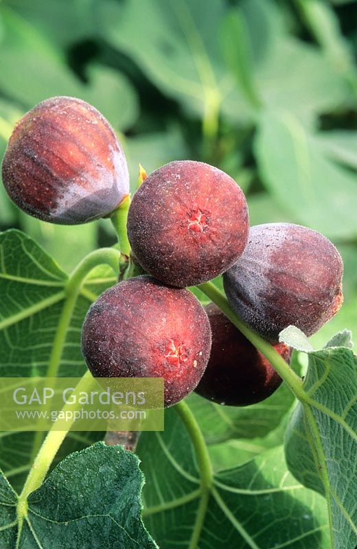 Ficus carica 'Rouge de Bordeaux' - Fig