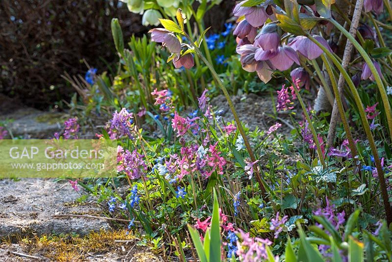 Detail of a shady border with perennials and bulbs in early spring. Corydalis, Helleborus Orientalis, Scilla