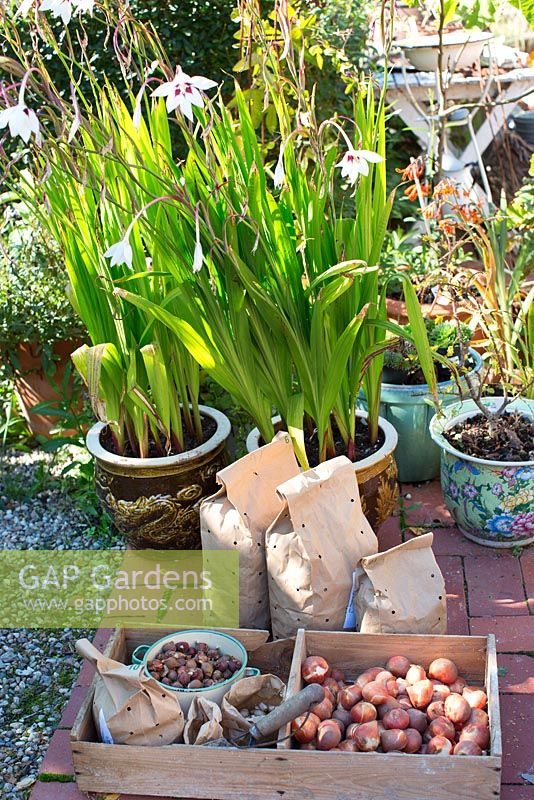 Tulip bulbs in wooden crate and paper bags ready to plant out in garden in autumn. In pots Gladiolus callianthus