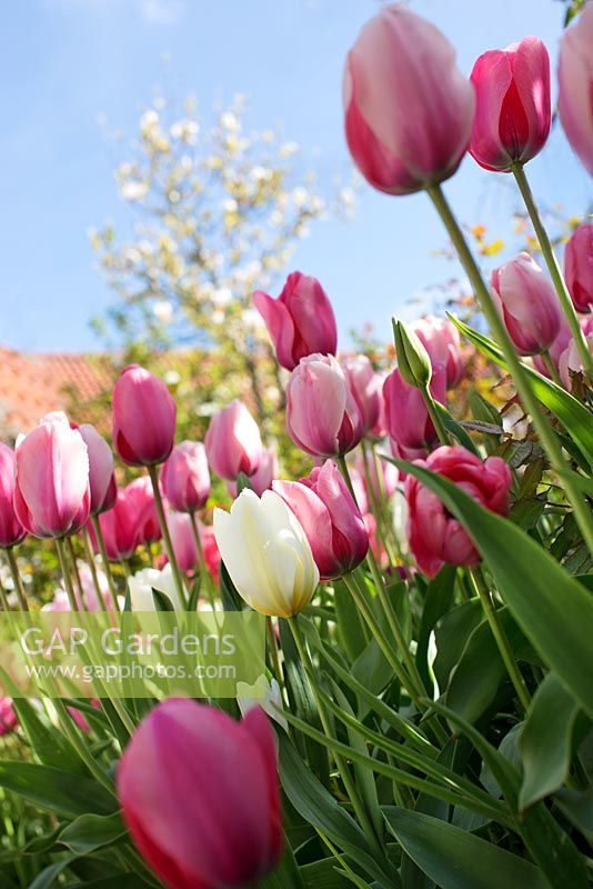 Tulipa 'Pink Impression', Tulip 'Salmon Impression', Darwin Hybrid