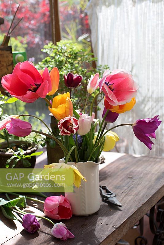 Vase of tulips from the garden in ceramic jug on windowsill. Varieties include 'Akebono', 'Pink Impression', 'Salmon Impression', 'Fontainebleau', 'Burgundy' and 'Cynthia'