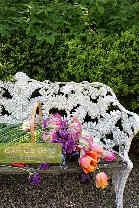 Bouquet of tulips and allium 'puple sensation' from garden, on garden bench in basket, Tulipa 'Green Wave'