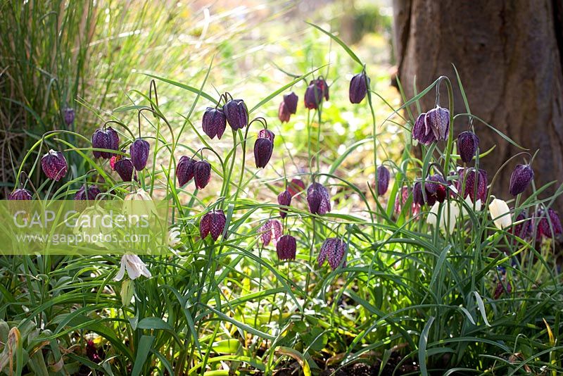 Fritillaria meleagris growing in the shade of a tree