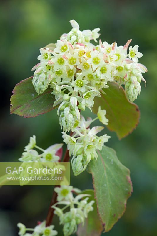 Ribes laurifolium 'Mrs Amy Doncaster'. Laurel-leaved currant