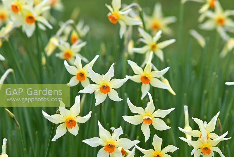 Narcissus 'Firebrand' Division 3. Historical daffodil Bred by Rev Engleheart, pre-1897