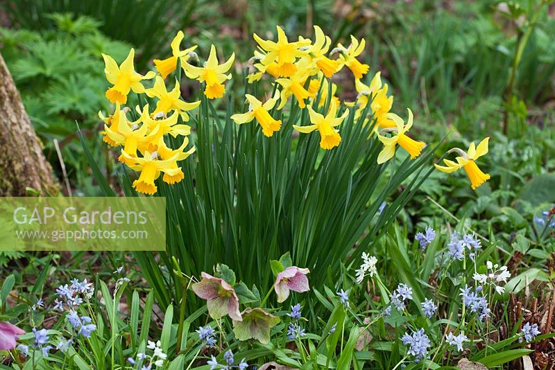 Narcissus 'February Gold' with Hellebores and Scillas