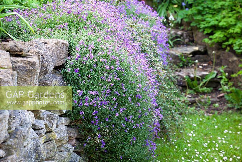 Aubretia growing over a wall