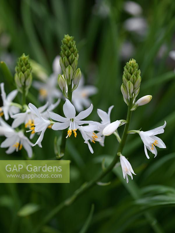 Anthericum lilago 'Major', a white flowered bulb, flowering in late spring.