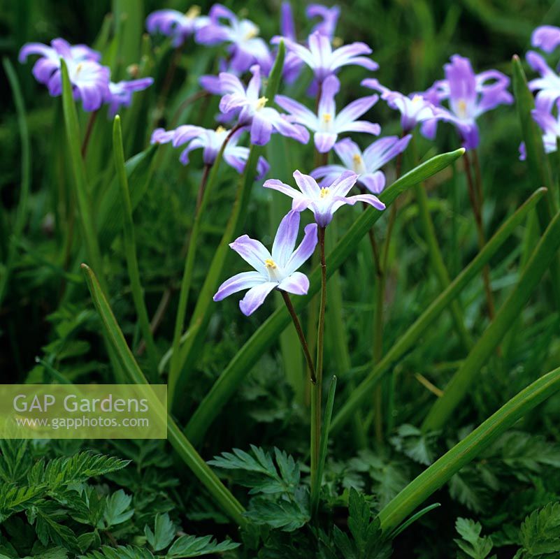 Chionodoxa forbesii, Glory of the Snow. Naturalises in grass.