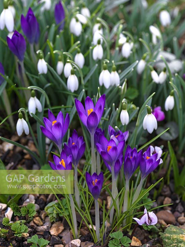 Winter bulb combination of Crocus tommasianus and Galanthus Gloucester Old Spot