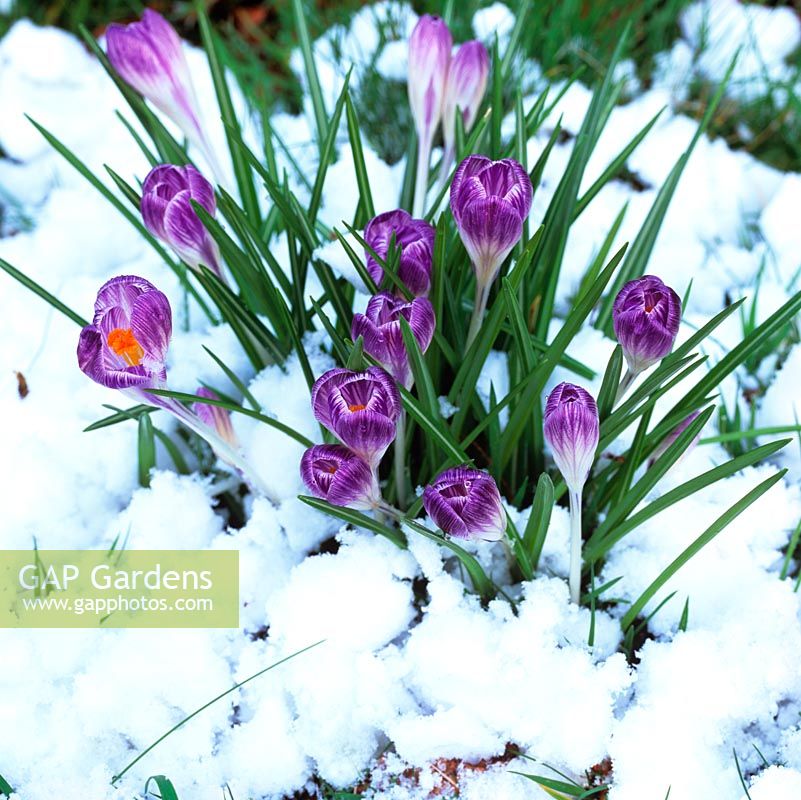 Crocus tommasinianus, a silvery lilac crocus whose delicate appearance belies its ability to shrug off snow and frost.