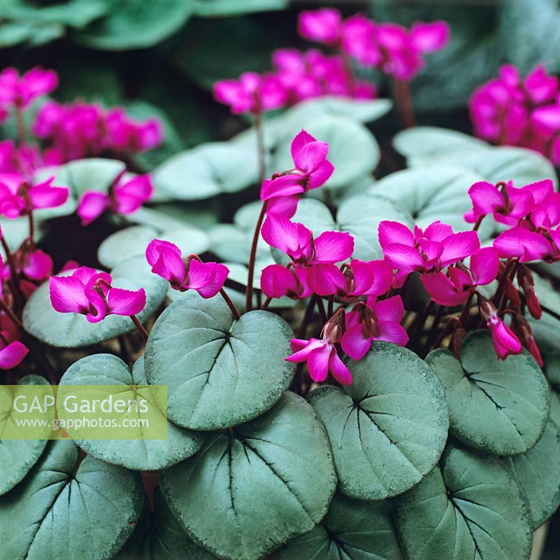 Cyclamen coum Pewter Group