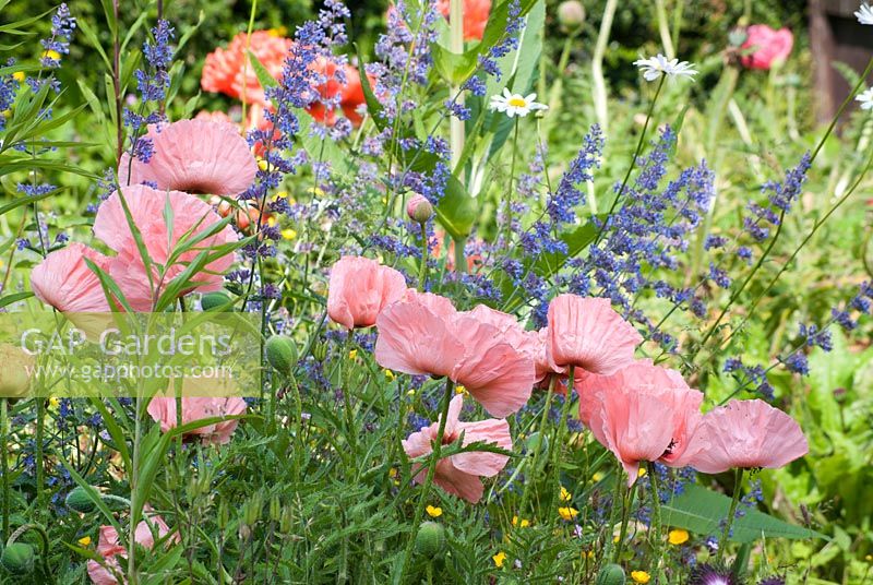 Papaver orientale 'Salome' in a meadow with Nepeta cataria and Leucanthemum