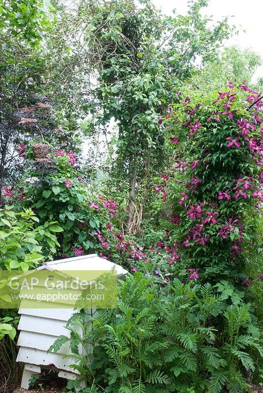 Beehive surrounded by Clematis viticella 'Madame Julia Correvon'